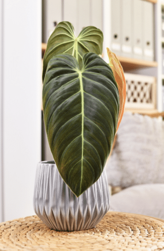 office plants - Philodendrons