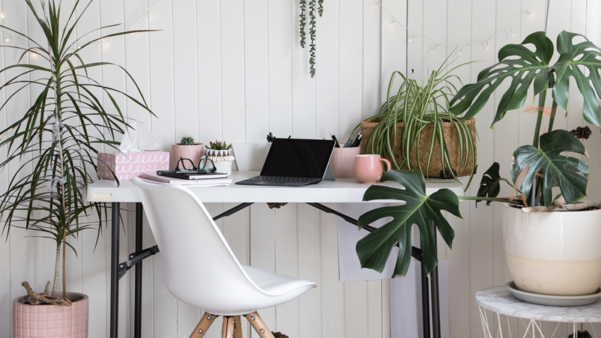 cute office with plants