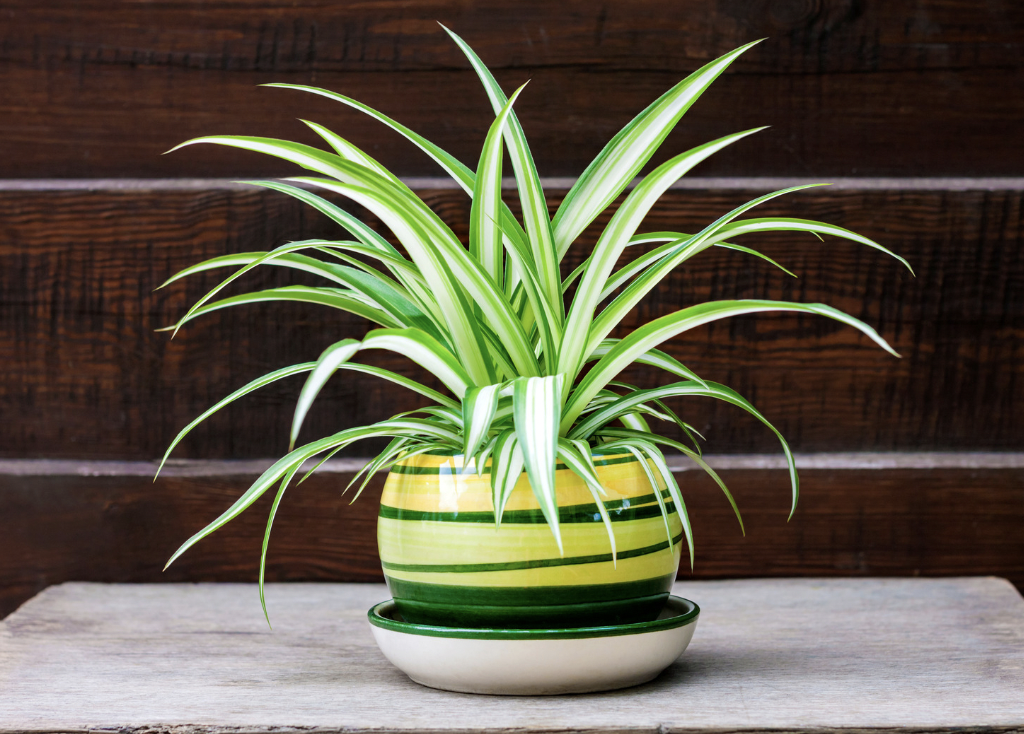 office plants - spider plant