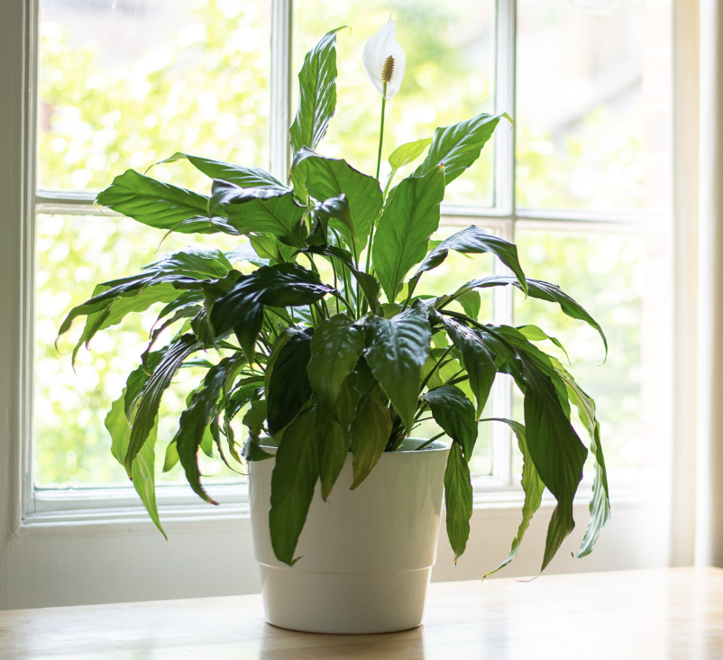 office plants - peace lily